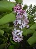 Syringa vulgaris_Lilac (2017, April 17)