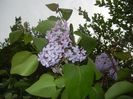 Syringa vulgaris_Lilac (2017, April 17)