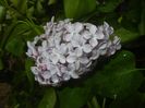 Syringa vulgaris_Lilac (2017, April 20)