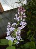 Syringa vulgaris_Lilac (2017, April 21)