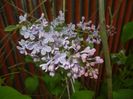 Syringa vulgaris_Lilac (2017, April 21)