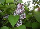 Syringa vulgaris_Lilac (2017, April 21)