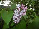 Syringa vulgaris_Lilac (2017, April 21)