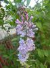 Syringa vulgaris_Lilac (2017, April 24)