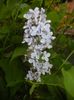 Syringa vulgaris_Lilac (2017, April 29)