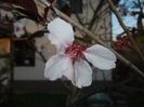 Prunus persica Davidii (2017, April 10)