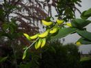 Golden Chain Tree (2017, April 30)