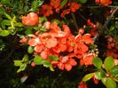 Chaenomeles japonica (2017, April 09)