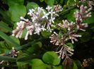 Syringa patula Miss Kim (2017, Apr.30)