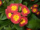 Primula polyanthus Red (2017, April 14)