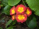 Primula polyanthus Red (2017, April 14)