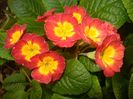 Primula polyanthus Red (2017, April 15)