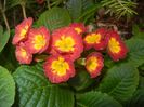 Primula polyanthus Red (2017, April 15)