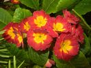 Primula polyanthus Red (2017, April 24)