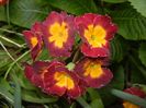 Primula polyanthus Red (2017, April 29)