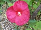 Hibiscus Mscheutos Luna red