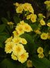 Primula polyanthus Yellow (2017, Apr.14)