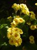 Primula polyanthus Yellow (2017, Apr.15)