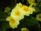 Primula polyanthus Yellow (2017, Apr.17)