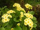 Primula polyanthus Yellow (2017, Apr.21)