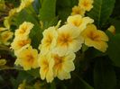 Primula polyanthus Yellow (2017, Apr.24)