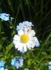 Bellis perennis (2017, May 02)