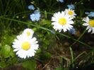 Bellis perennis (2017, May 02)