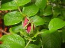 Rosa rugosa (2017, May 05)