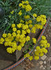 Alyssum peren