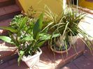 Grup de plante