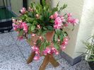 Epiphyllum