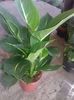 Dieffenbachia green magic