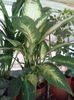 Dieffenbachia Camille