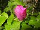 Rosa rugosa (2017, May 05)