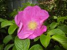 Rosa rugosa (2017, May 05)