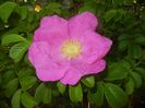 Rosa rugosa (2017, May 05)