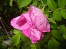 Rosa rugosa (2017, May 08)