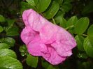 Rosa rugosa (2017, May 08)