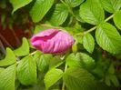 Rosa rugosa (2017, May 11)