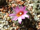 Turbinicarpus viereckii