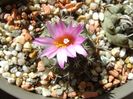 Turbinicarpus viereckii