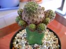 Sulcorebutia rauschii f. violacidermis (altoita)