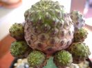 Sulcorebutia rauschii f. violacidermis (altoita)