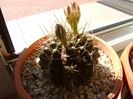 Gymnocalycium mihanovichii