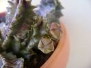 Caralluma europaea