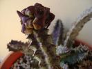 Caralluma europaea