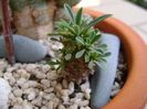 Euphorbia x japonica