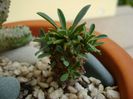 Euphorbia x japonica