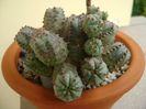 Euphorbia pseudoglobosa