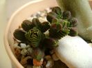 Crassula pyramidalis